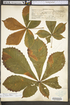 Aesculus hippocastanum by WV University Herbarium