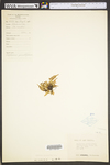 Asplenium pinnatifidum by WV University Herbarium