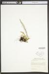 Asplenium platyneuron by WV University Herbarium