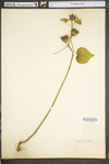 Abutilon theophrasti by WV University Herbarium