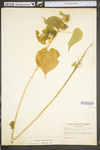 Abutilon theophrasti by WV University Herbarium