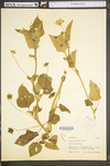 Anoda cristata by WV University Herbarium