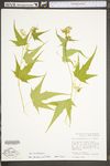 Sida hermaphrodita by WV University Herbarium