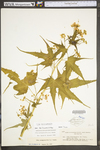 Sida hermaphrodita by WV University Herbarium