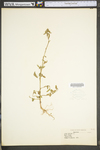 Sida spinosa by WV University Herbarium