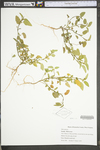 Sida spinosa by WV University Herbarium