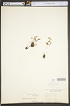 Asplenium ruta-muraria var. cryptolepis by WV University Herbarium