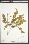 Adiantum pedatum by WV University Herbarium