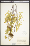 Adiantum pedatum by WV University Herbarium
