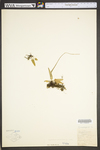 Asplenium rhizophyllum by WV University Herbarium
