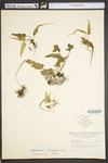 Asplenium rhizophyllum by WV University Herbarium