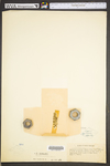 Asplenium bradleyi by WV University Herbarium