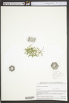 Asplenium montanum by WV University Herbarium