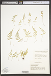 Asplenium montanum by WV University Herbarium