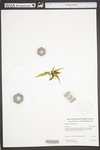 Asplenium pinnatifidum by WV University Herbarium