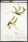 Asplenium platyneuron by WV University Herbarium
