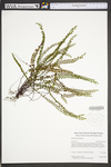 Asplenium trichomanes by WV University Herbarium
