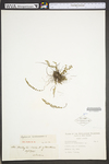 Asplenium trichomanes ssp. trichomanes by WV University Herbarium
