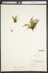 Asplenium trichomanes ssp. trichomanes by WV University Herbarium