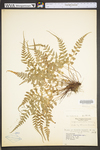 Asplenium ×trudellii by WV University Herbarium