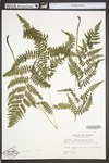 Athyrium filix-femina var. angustum by WV University Herbarium