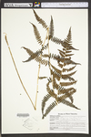 Athyrium filix-femina var. angustum by WV University Herbarium