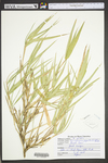 Arundinaria gigantea ssp. gigantea by WV University Herbarium