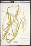 Avena fatua by WV University Herbarium