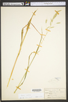 Avena sativa by WV University Herbarium