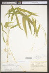 Brachyelytrum erectum by WV University Herbarium