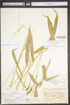 Brachyelytrum erectum by WV University Herbarium