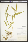 Brachyelytrum septentrionale by WV University Herbarium