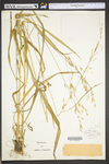 Bromus ciliatus var. ciliatus by WV University Herbarium