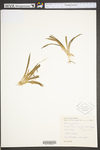 Sagittaria graminea var. graminea by WV University Herbarium