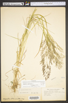 Agrostis capillaris by WV University Herbarium