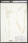 Agrostis gigantea by WV University Herbarium