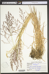 Agrostis gigantea by WV University Herbarium