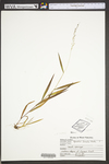 Agrostis mertensii by WV University Herbarium