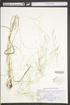 Agrostis perennans by WV University Herbarium