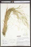 Agrostis perennans by WV University Herbarium