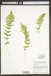 Woodsia obtusa by WV University Herbarium