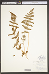 Woodsia obtusa ssp. obtusa by WV University Herbarium