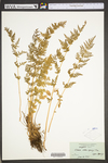Woodsia obtusa ssp. obtusa by WV University Herbarium