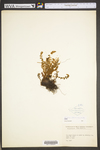 Woodsia ilvensis by WV University Herbarium