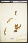 Woodsia ilvensis by WV University Herbarium