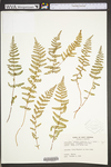 Woodsia appalachiana by WV University Herbarium