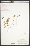 Woodsia appalachiana by WV University Herbarium