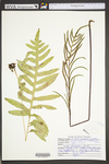 Woodwardia areolata by WV University Herbarium