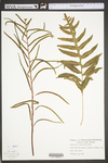 Woodwardia areolata by WV University Herbarium