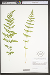 Woodsia obtusa by WV University Herbarium